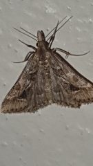 Diasemia