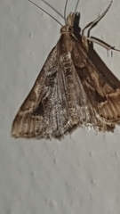 Diasemia