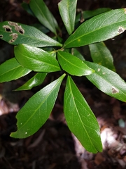 Denhamia celastroides