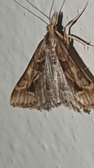 Diasemia