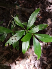 Denhamia celastroides