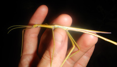 Tropidoderus gracilifemur