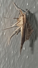 Diasemia