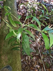 Polyosma cunninghamii