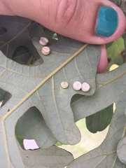 Phylloteras volutellae