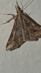 Diasemia