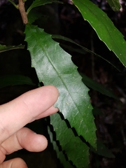 Polyosma cunninghamii