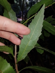 Polyosma cunninghamii