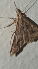 Diasemia
