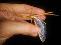 Tropidoderus gracilifemur