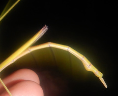 Tropidoderus gracilifemur