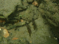 Redigobius macrostoma