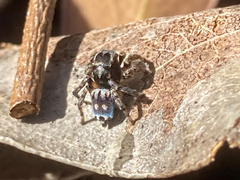 Maratus harrisi