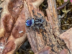 Maratus harrisi