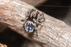 Maratus harrisi
