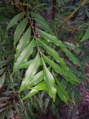 Alloxylon pinnatum