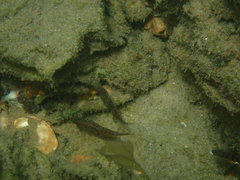 Redigobius macrostoma