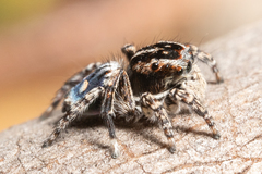 Maratus harrisi
