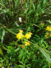 Hypericum lobocarpum