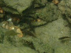 Redigobius macrostoma