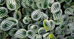 Peperomia argyreia