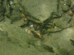 Redigobius macrostoma