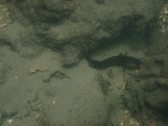 Cryptocentroides gobioides