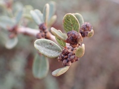 Ceanothus megacarpus megacarpus