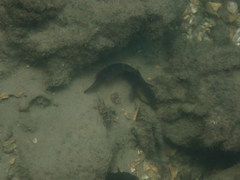 Cryptocentroides gobioides