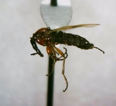 Dilophus stigmaterus