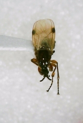 Dilophus stigmaterus
