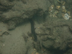 Cryptocentroides gobioides