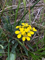Erysimum menziesii