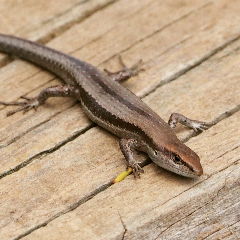 Pale-flecked Garden Sunskink