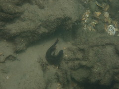 Cryptocentroides gobioides
