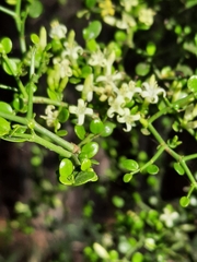 Everistia vacciniifolia