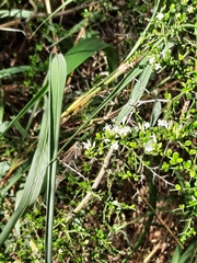 Everistia vacciniifolia
