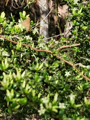 Everistia vacciniifolia
