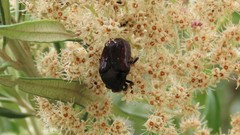 Clinteroides permutans