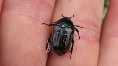 Clinteroides permutans