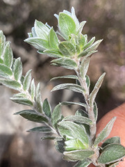 Pimelea leiophylla