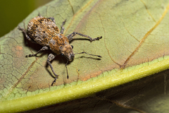 Pantomorus postfasciatus