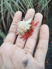 Coenobita violascens