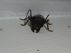 Cacodacnus planicollis