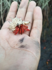 Coenobita violascens