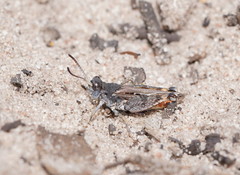 Pycnostictus seriatus