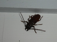 Cacodacnus planicollis