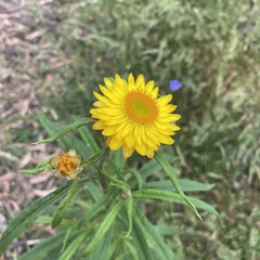 Xerochrysum bracteatum