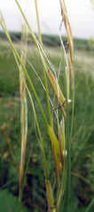 Stipa zalesskyi