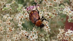 Stripsipher centralis